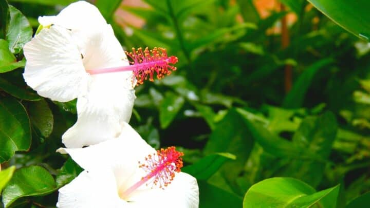 White Hibiscus Care — #1 Best Tips
