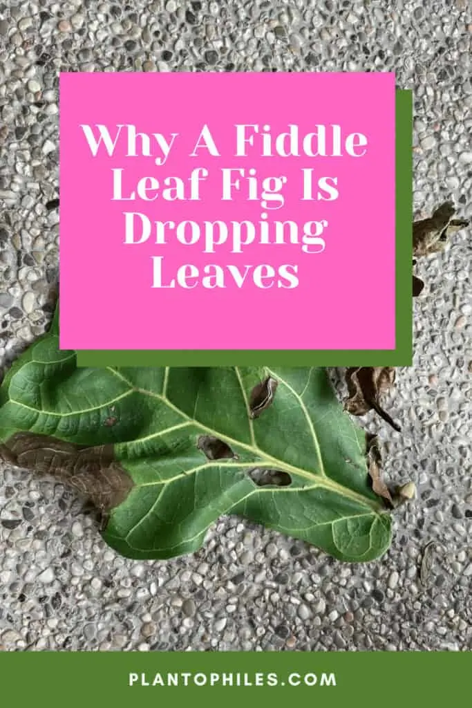 Why A Fiddle Leaf Fig Is Dropping Leaves