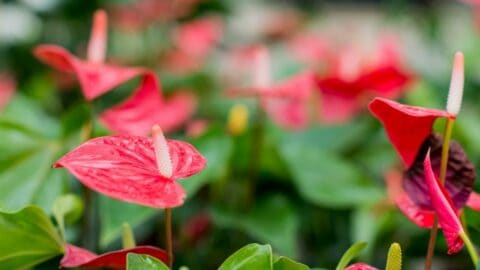 The Best Anthurium Potting Mix To Use
