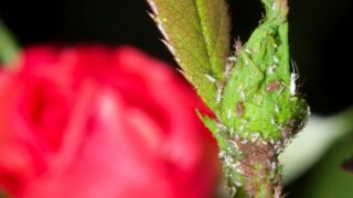 蚜虫在玫瑰