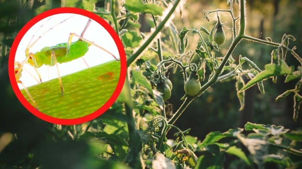 Aphids On Tomato Plants Identification Control Prevention 6314