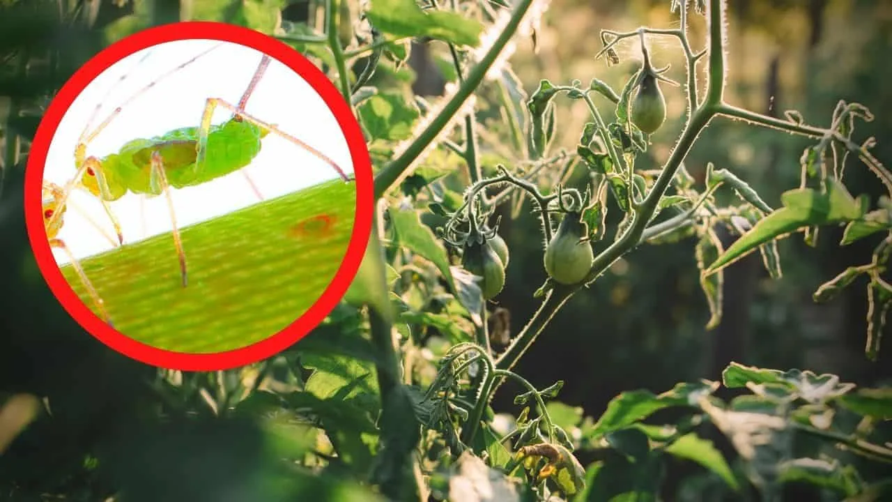 蚜虫对番茄植物更新188金宝慱亚洲体育