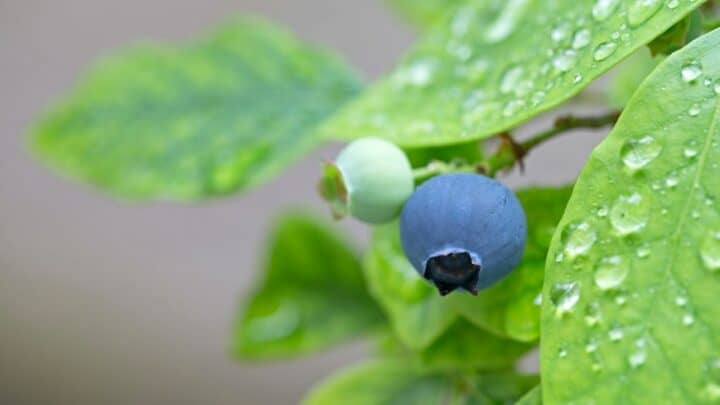 蓝莓浇水——这是需要多少水