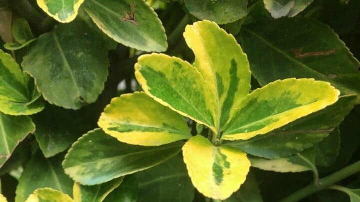 Why Are My Boxwoods Turning Yellow? The Reasons!