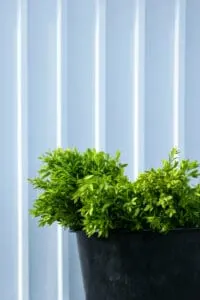 Boxwoods look and grow great in pots