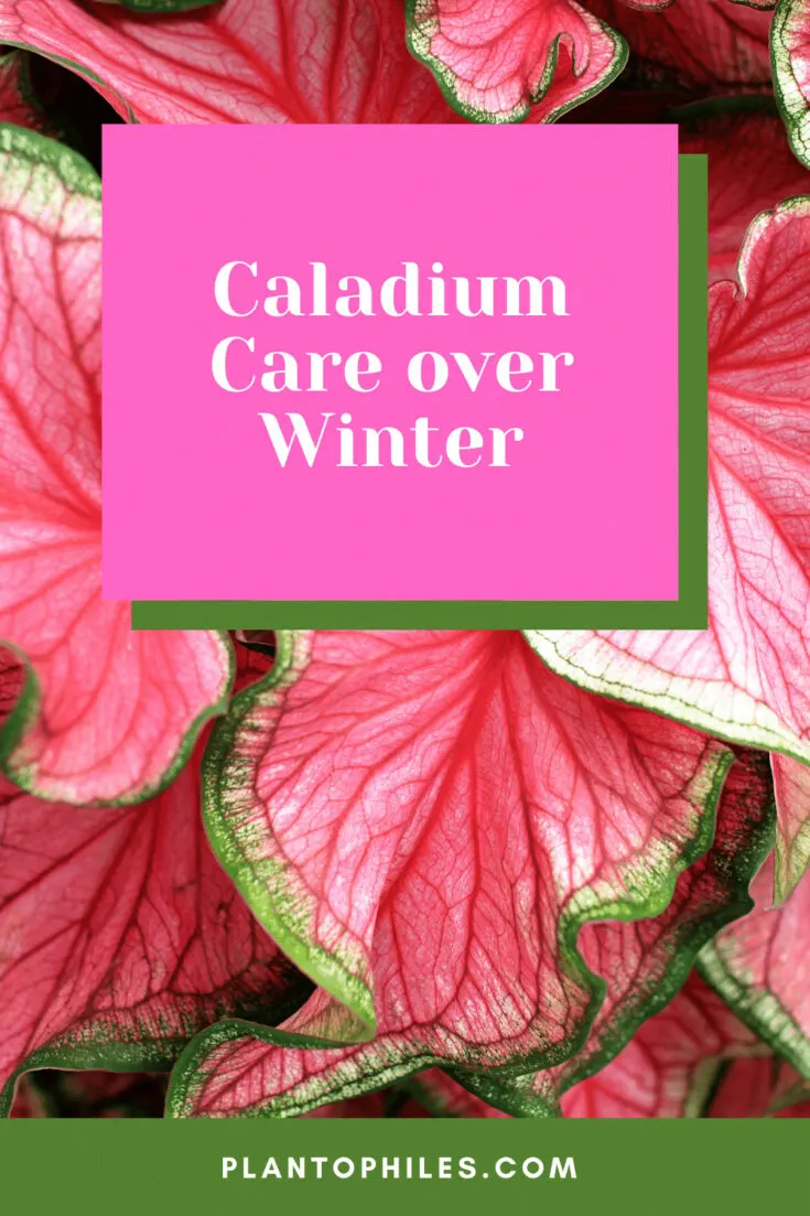 Caladium Care over Winter