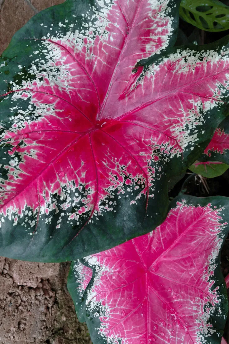 Caladium outside may need a 3 -inch thick mulch layer to survive outdoors (7.5 cm) in not so warm climates