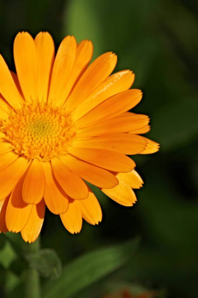 How Often Do You Water Marigolds? — #1 Best Answer