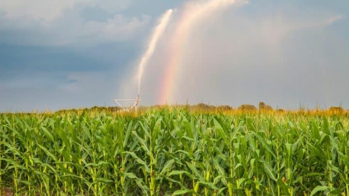 Corn Watering Needs — Explained in Great Detail