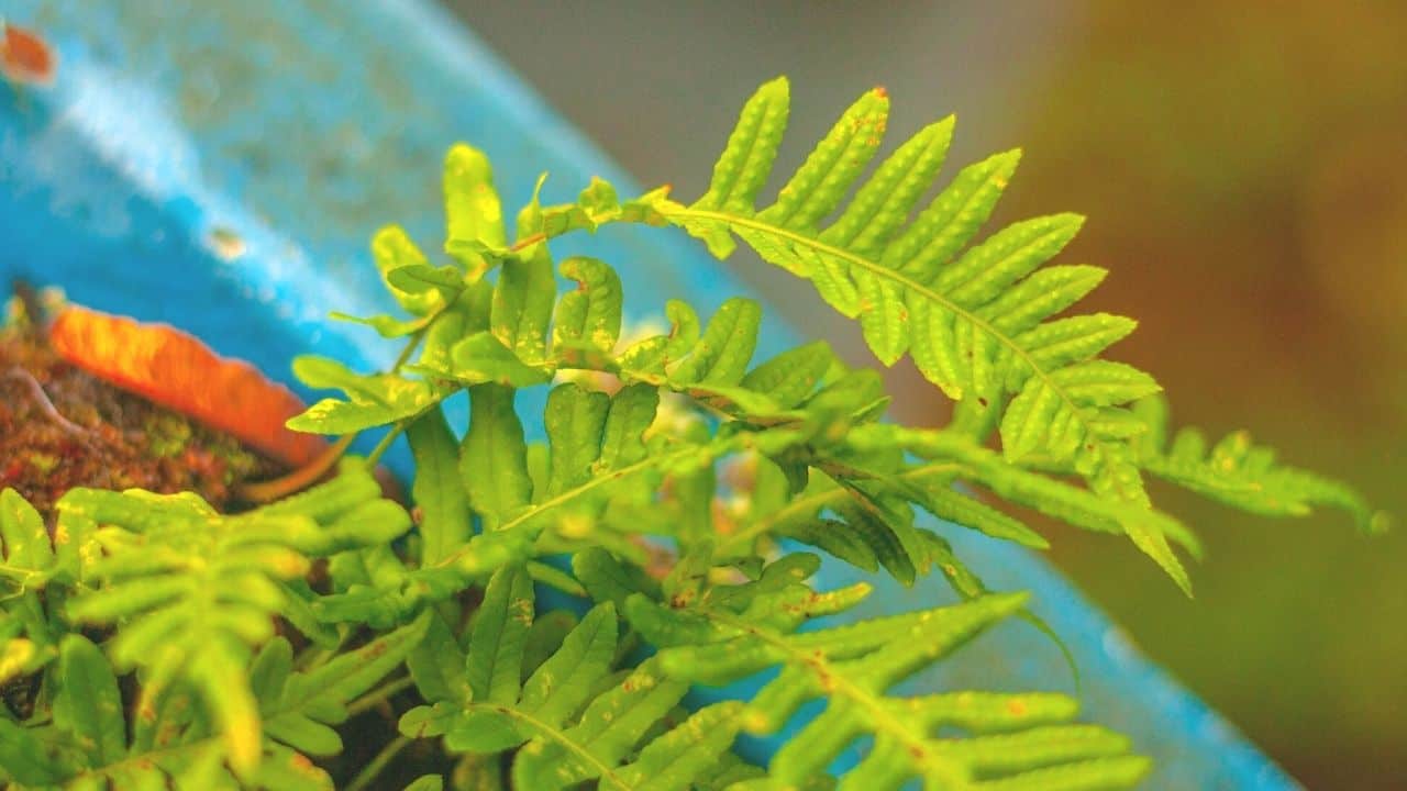 ferns leaves