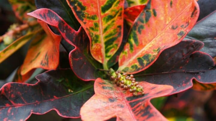 Croton Mammy Plant Care – A Full Guide 