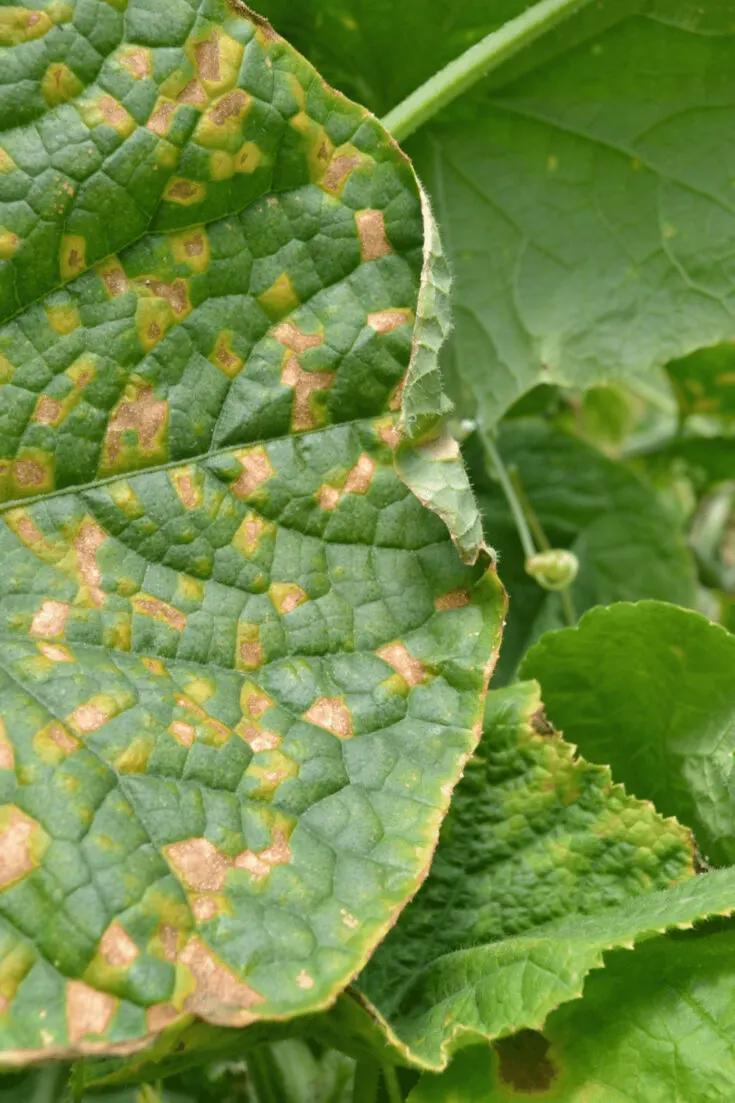 Downy mildew can cause yellow leaves on cucumber plants
