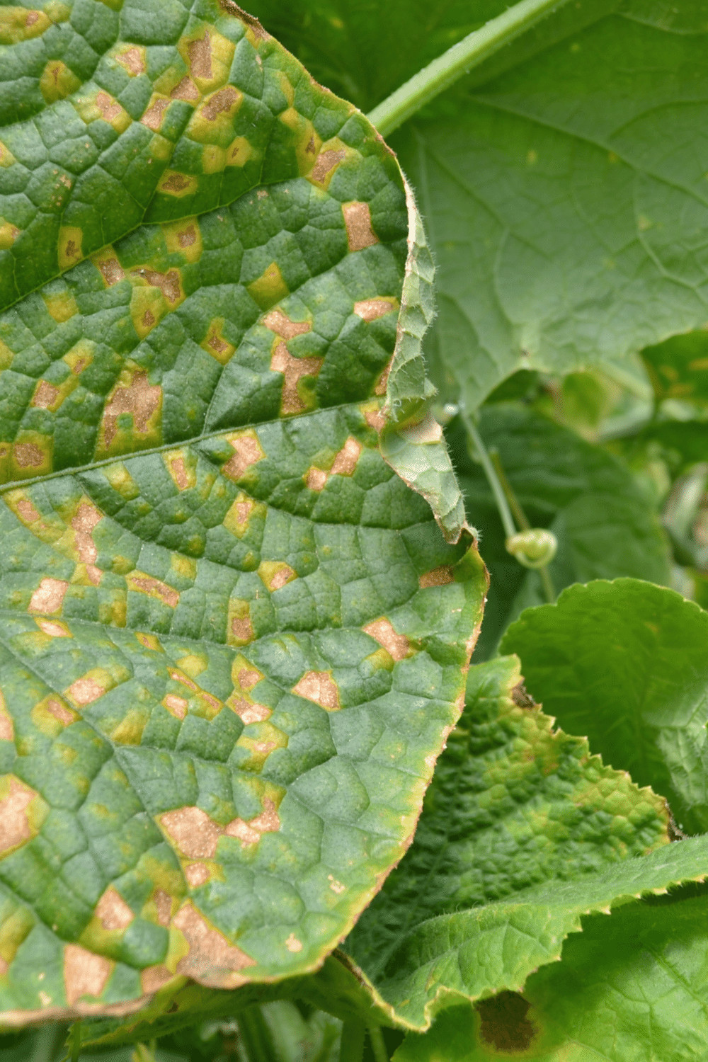 yellow-spots-on-cucumber-leaves-3-worst-reasons