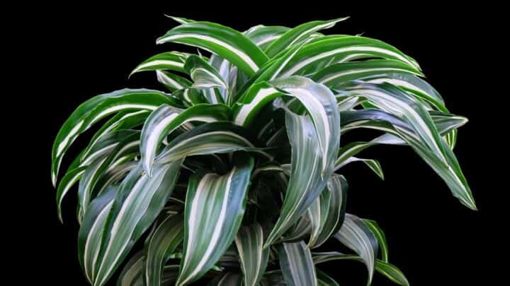 Dracaena “Janet Craig” Care — Your One-stop Guide
