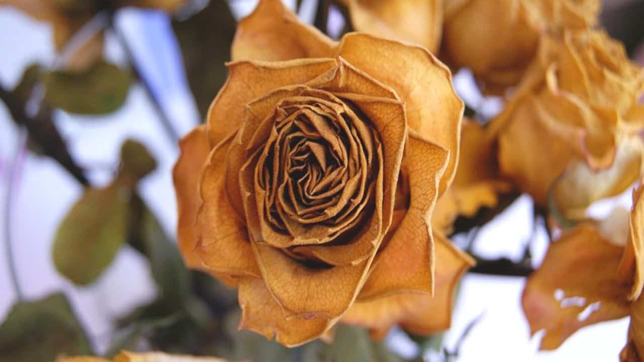 6 Reasons Why Your Roses Are Dying How To Fix It