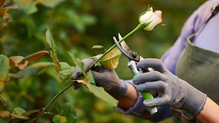 How Long Can Roses Stay out of Water? — The Answer