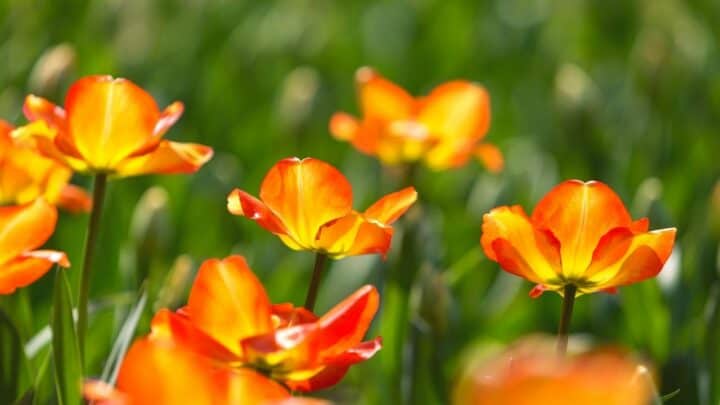 How Long Do Tulips Bloom? — Question Solved