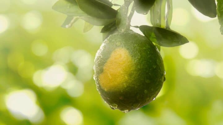 一棵柠檬树需要多少水?——答案