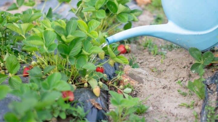 How Often Do You Water Strawberries? Here!