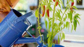 How Often To Water Pepper Plants