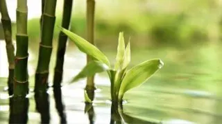 How Often to Water Bamboo