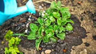 How Often to Water Mint