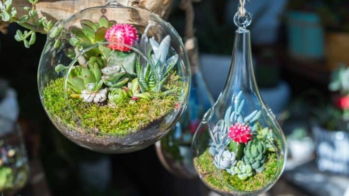 How to Decrease Humidity in a Terrarium – Top Tips