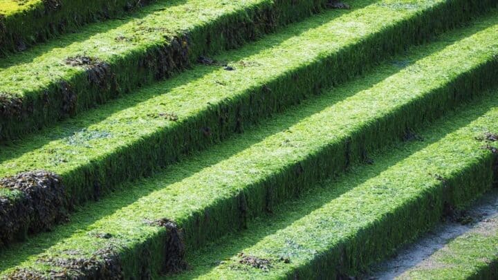 Growing Moss on Concrete — Here’s How it’s Done