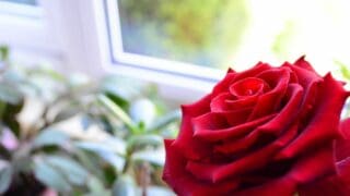 188金宝慱亚洲F1如何在室内种植玫瑰