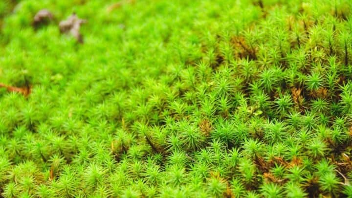 How to Keep Moss Alive — Our Top Tips