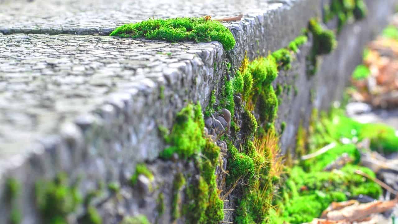 how-to-keep-moss-from-growing-on-concrete-4-best-tips