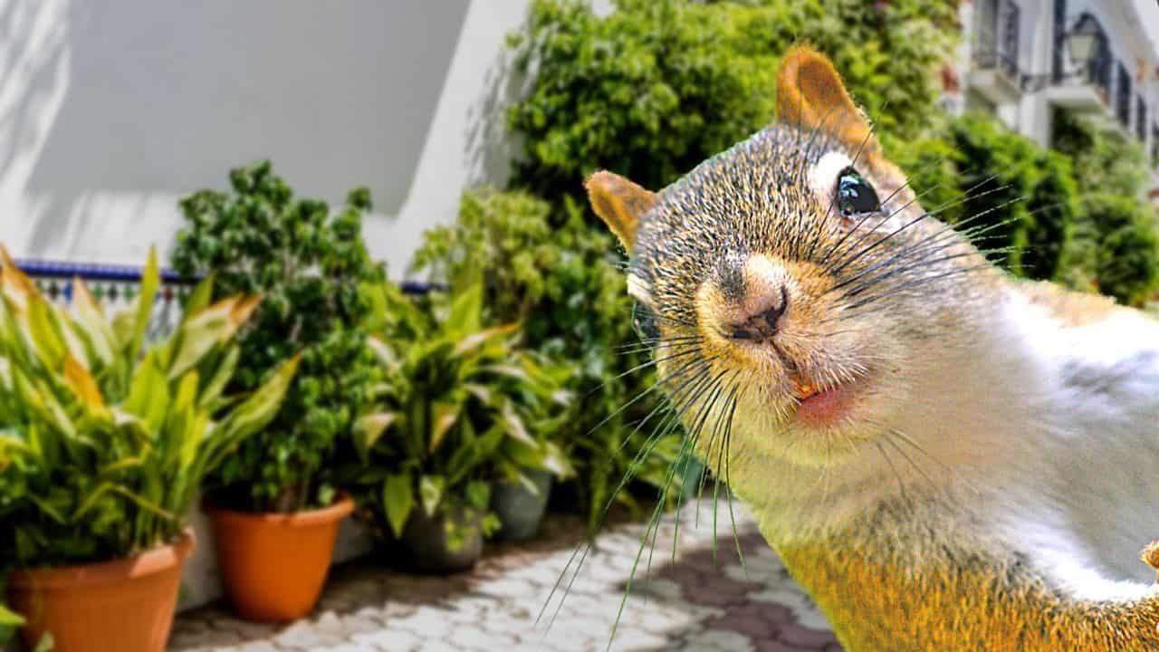 How To Keep Squirrels Out Of Plants How to Keep Squirrels out of Potted Plants — 11 Great Hacks