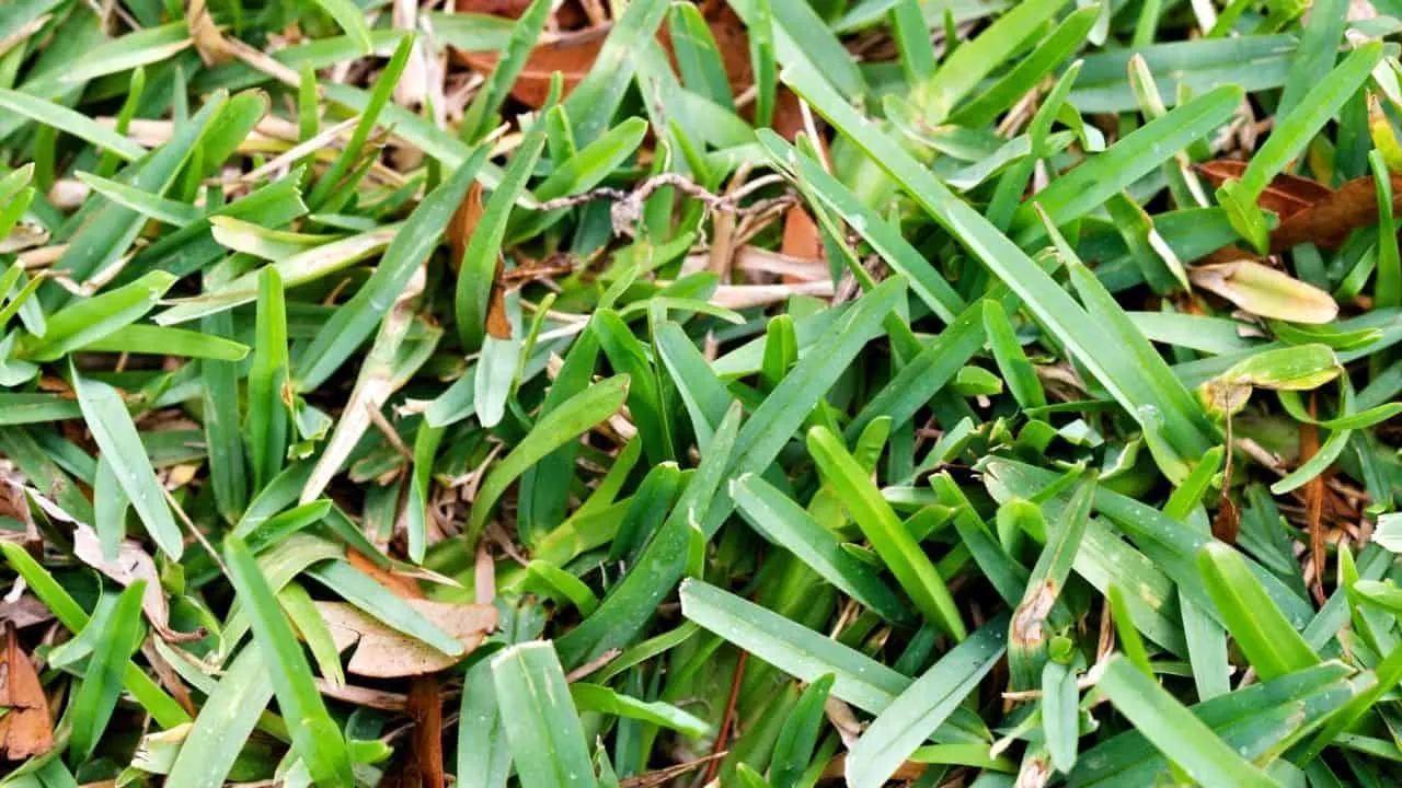 How to Make St Augustine Grass Spread Quickly