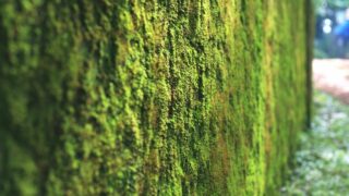 How to Make a Living Moss Wall
