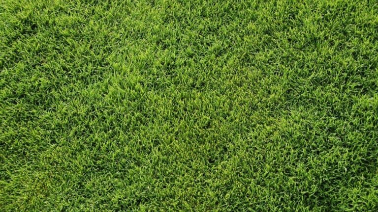 Repair Bermuda Grass Lawn Like A Pro