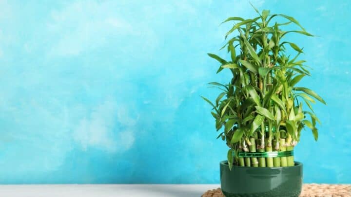 3 Essential Steps How to Repot Bamboo – Do It Like a Pro!
