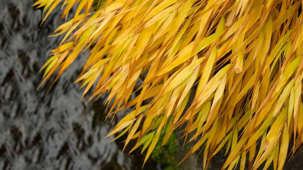 188金宝慱亚洲F1如何让变黄的竹叶复活