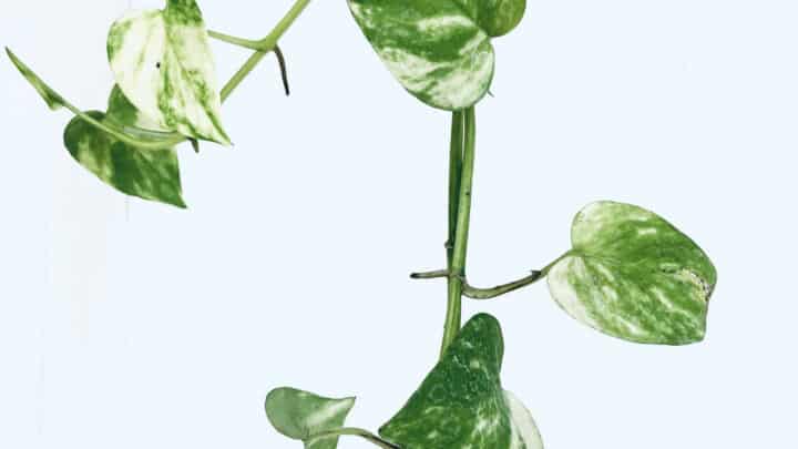 188金宝慱亚洲F1如何修剪波索植物并保持它的生长