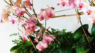 188金宝慱亚洲F1如何在苔藓中浇灌兰花