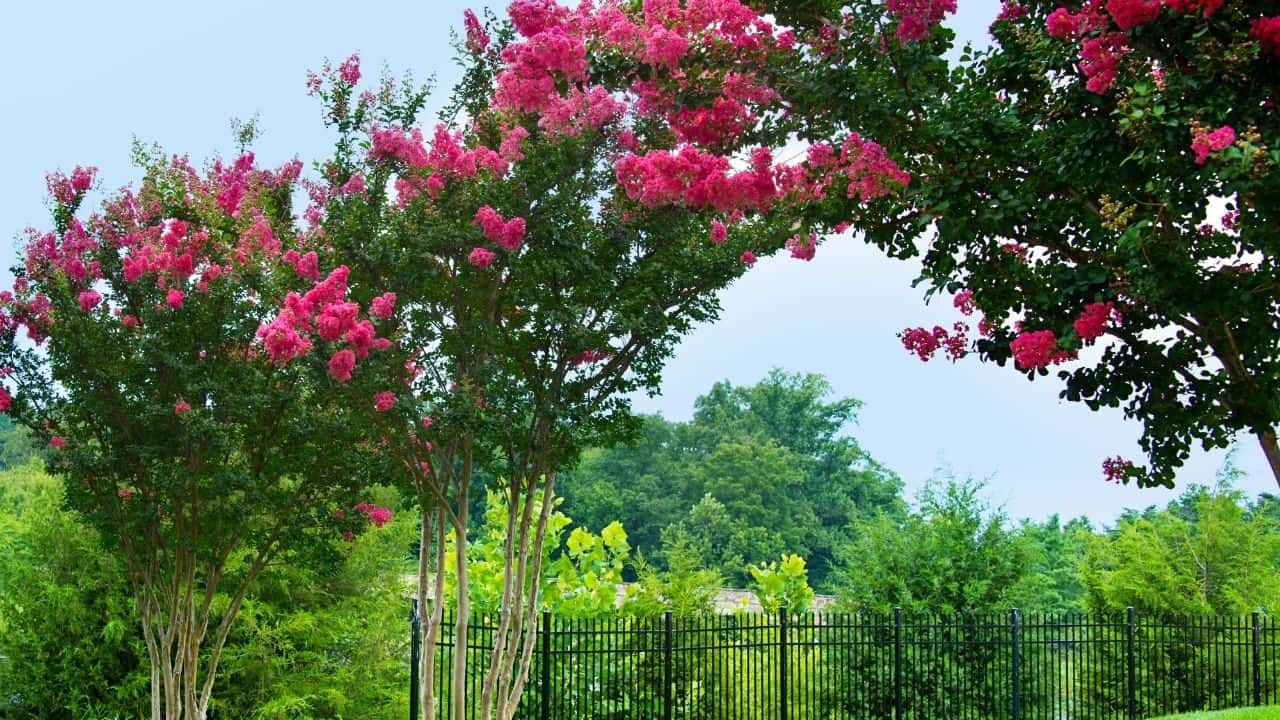 How to get Rid of Aphids on Crepe Myrtle Trees