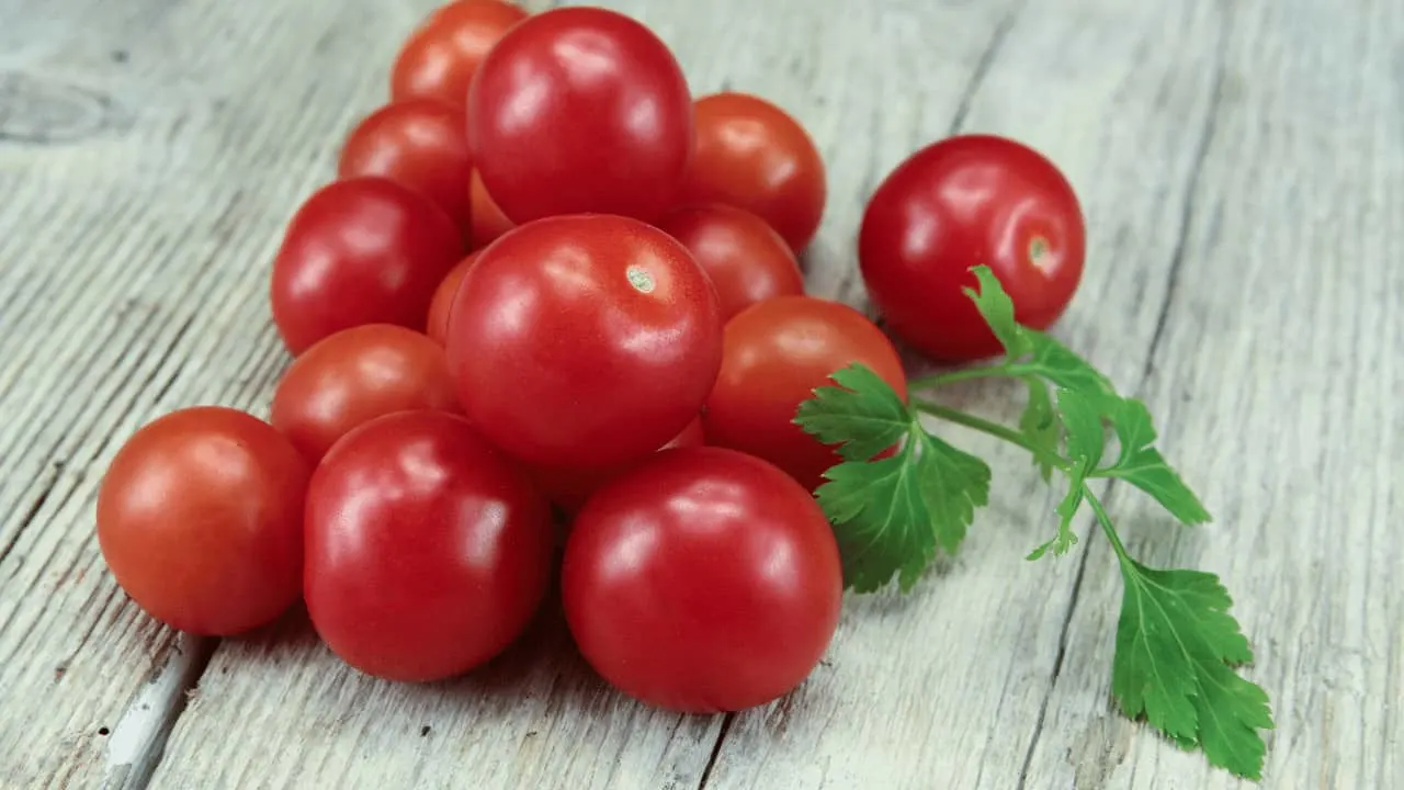 沙哑的樱桃红番茄植物护理