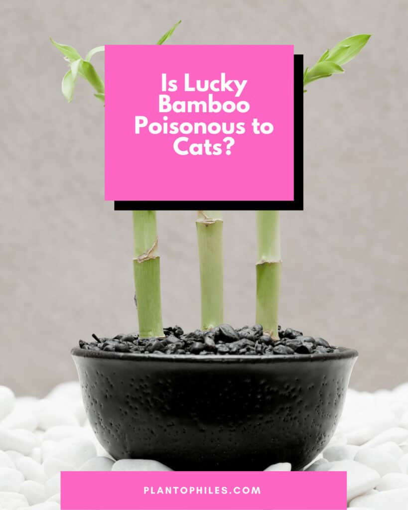 Is Lucky Bamboo Poisonous to Cats?