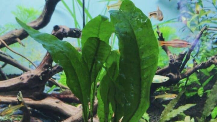 爪哇蕨类植物护理-萌芽园丁指南