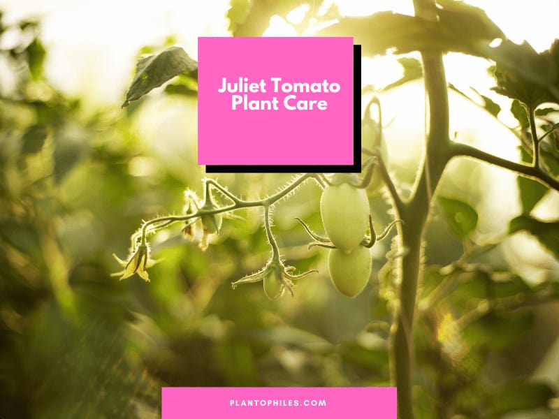 Juliet Tomato Plant Care