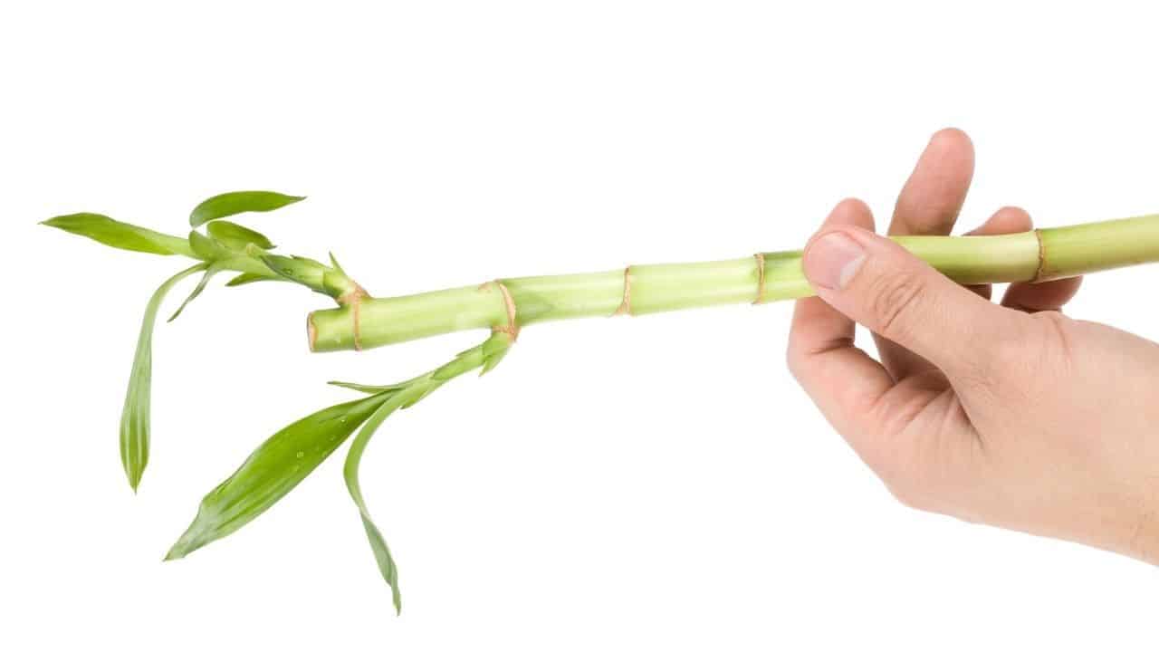 All about if Lucky Bamboo is Poisonous to Cats - Plantophiles