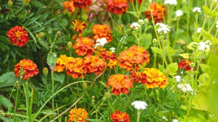 How Often Do You Water Marigolds? — #1 Best Answer