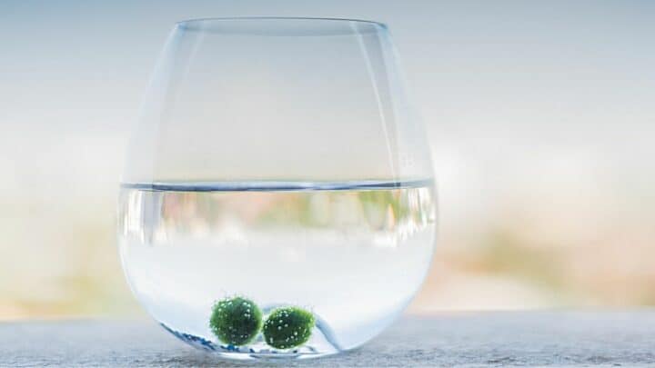 Marimo Moss Ball Care — Here’s What You Need to Know