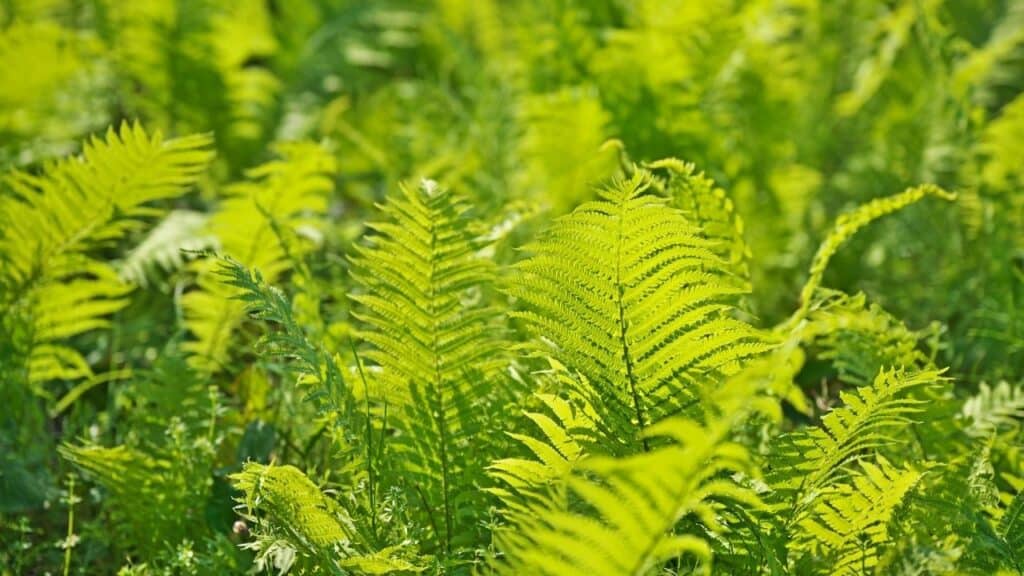 Ostrich Fern Care - Every Gardener's Guide