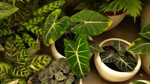 Philodendron Diseases – All You Need to Know