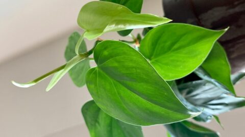 Philodendron Light Requirements – How Much is Needed?